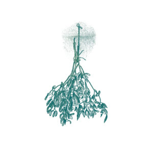 Mistletoe (sets of 10)