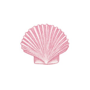 Seashell (sets of 10)